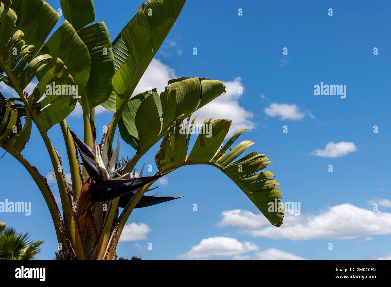 Giant Bird of Paradise Plant or Wild Banana in Sydney, New South Wales