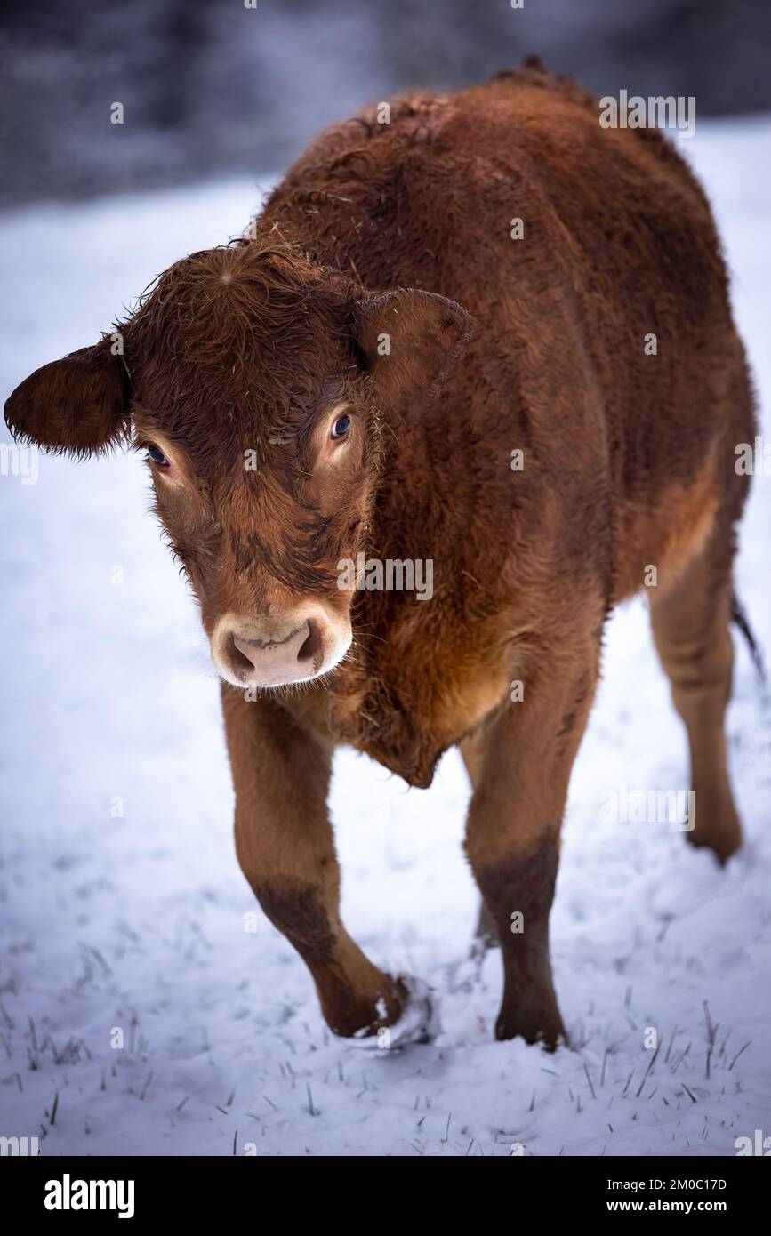 Brown furry cow in snow in Germany at winter Stock Photo
