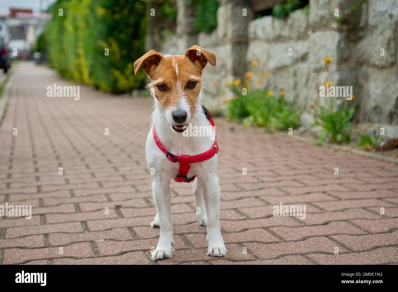 Cite active dog walking at city street. Jack Russell terrier portrait Stock Photo