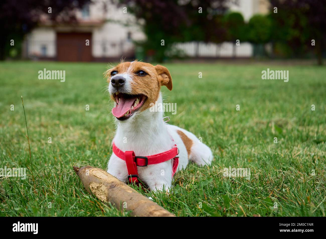Active dog gnawing on wooden stick at summer day. Small dog walking at green grass Stock Photo
