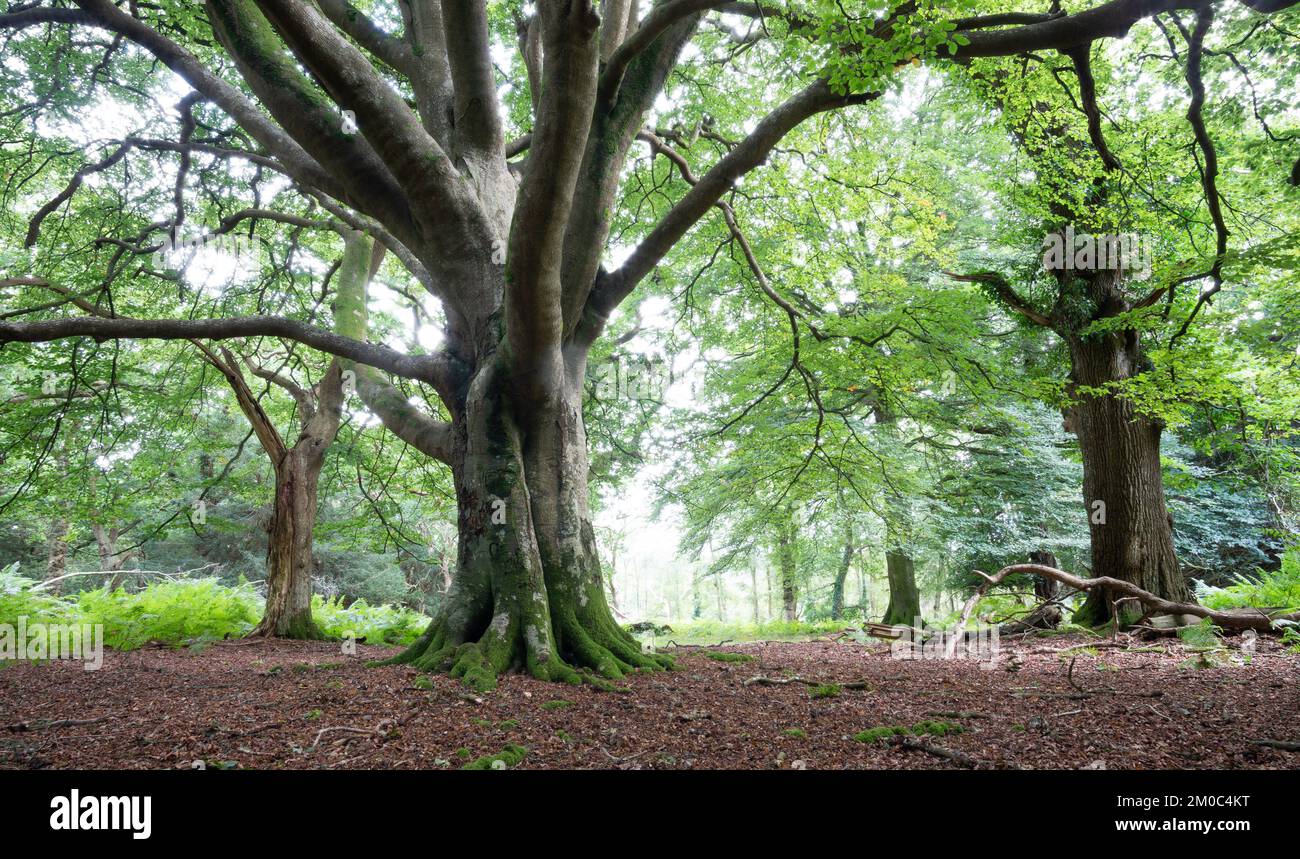 Sloden new forest hi-res stock photography and images - Alamy