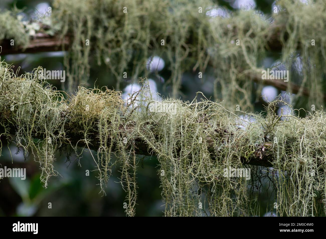 Bushy lichen growing on a dead tree Stock Photo