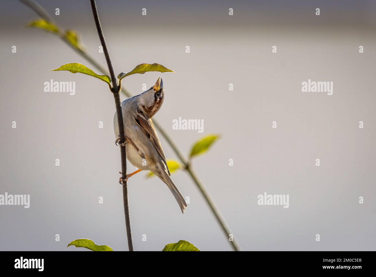 A closeup shot of a gray warbler bird on a branch isolated on a white ...