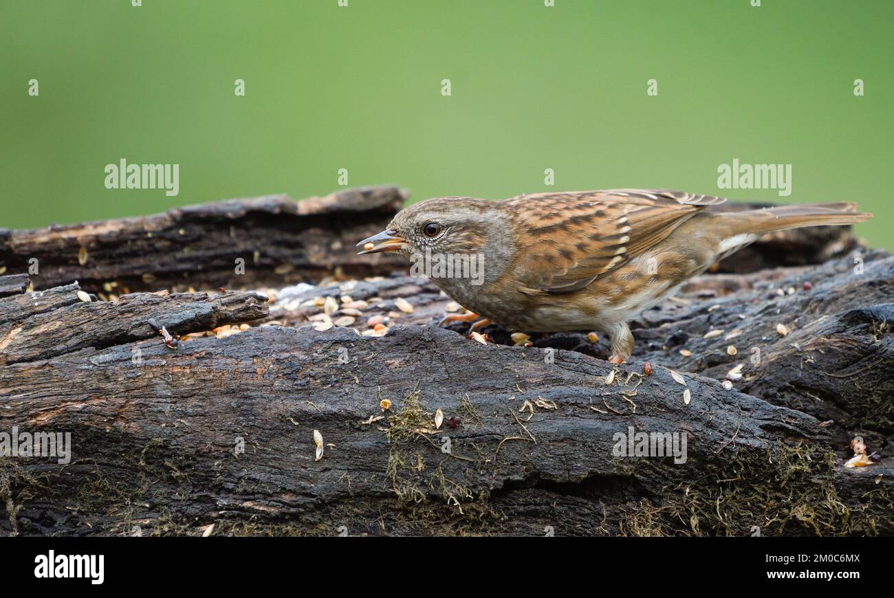 Male dunnock perched on a trunk eating birdseed Stock Photo