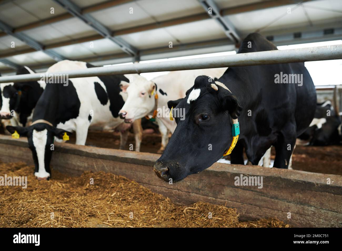 Row of black-and-white milk cows standing in cowshed of huge modern livestock farm and eating special fodder from feeder Stock Photo