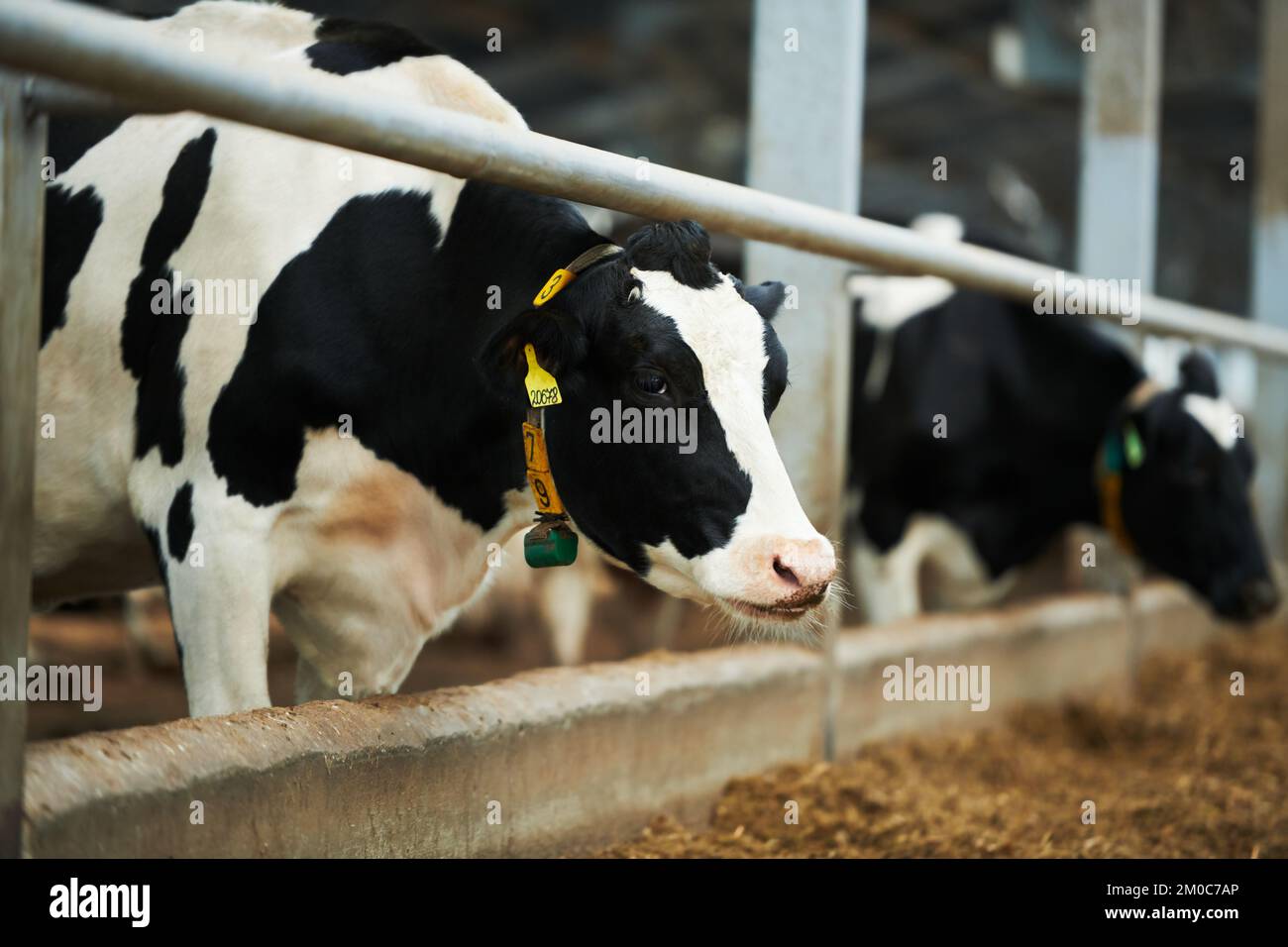 Purebred dairy cow standing in cowshed by feeder against other cattle
