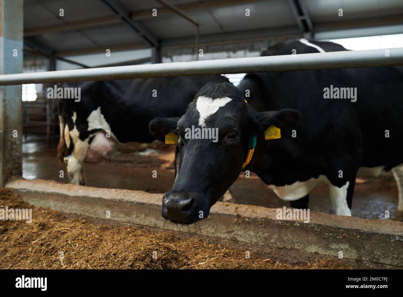 Black dairy cow with white spots on forehead and chest standing in cowshed in front of camera and eating food from feeder Stock Photo