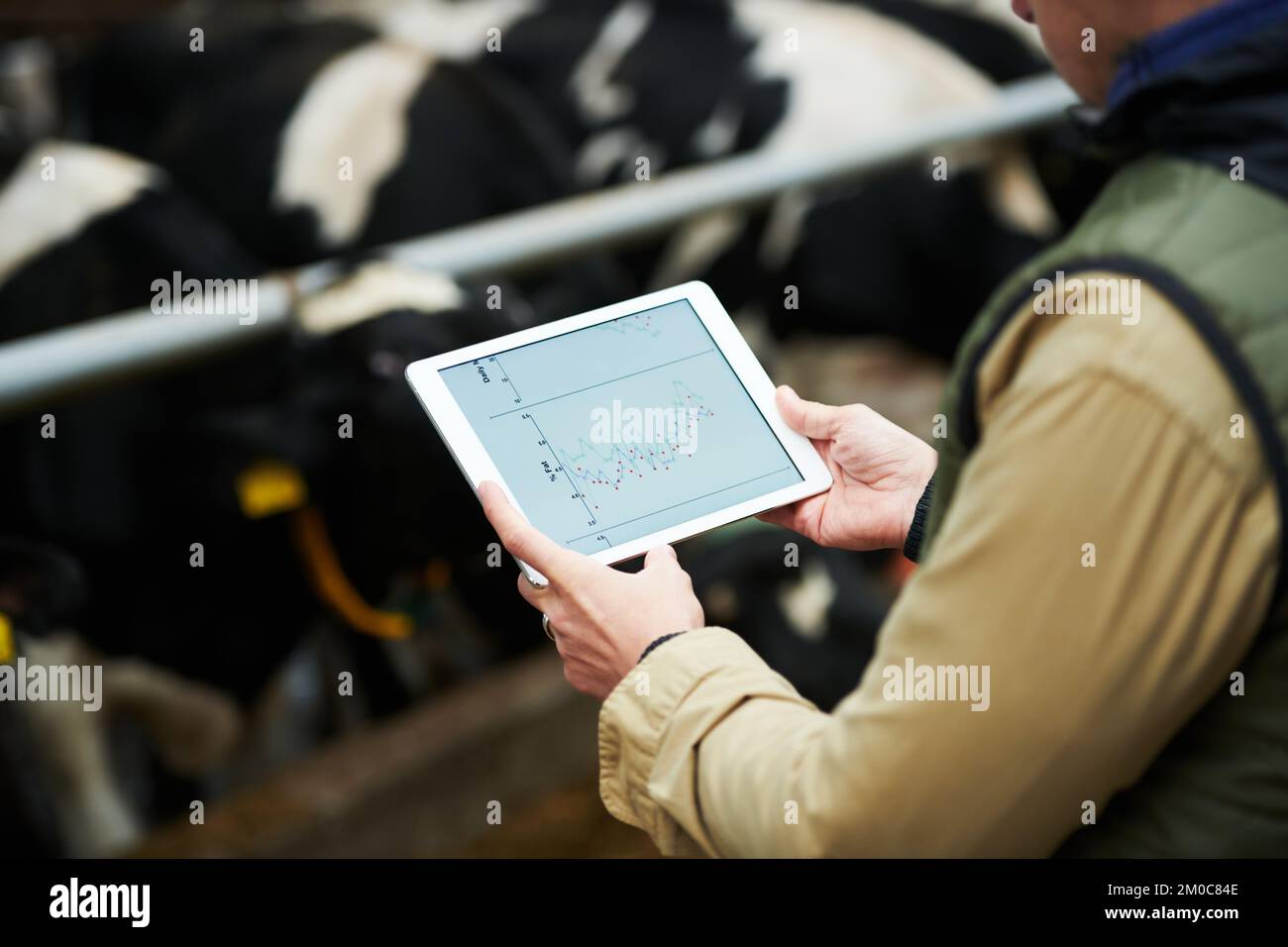 Digital tablet with graphic information on screen in hands of young male farmer analyzing data while standing in front of cowshed Stock Photo