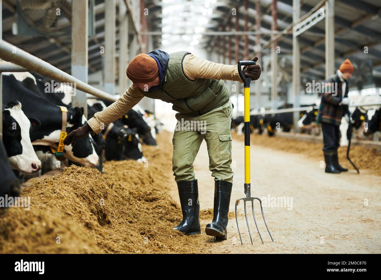 Young man with pitchfork bending over feeder with forage while checking number on automatic collar on neck of purebred dairy cow Stock Photo