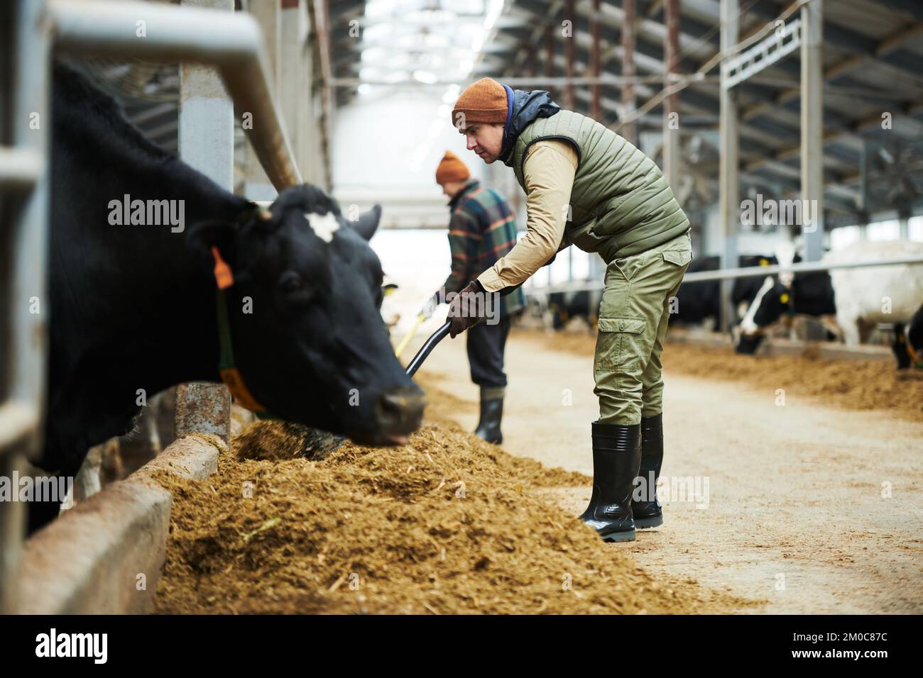 Cowfarm worker with pitchfork spreading fodder for cows in feeder with forage while bending forwards in front of cowshed with cattle Stock Photo