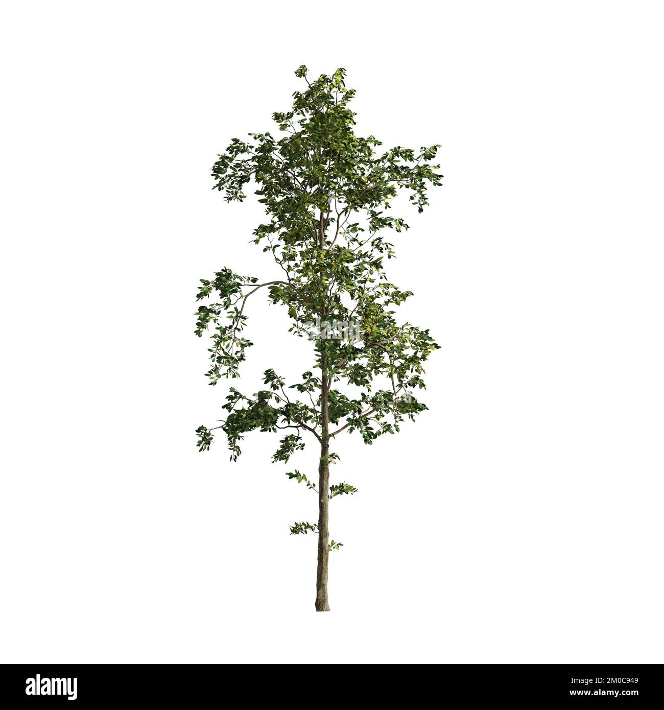3d illustration of trees isolated on white background Stock Photo - Alamy