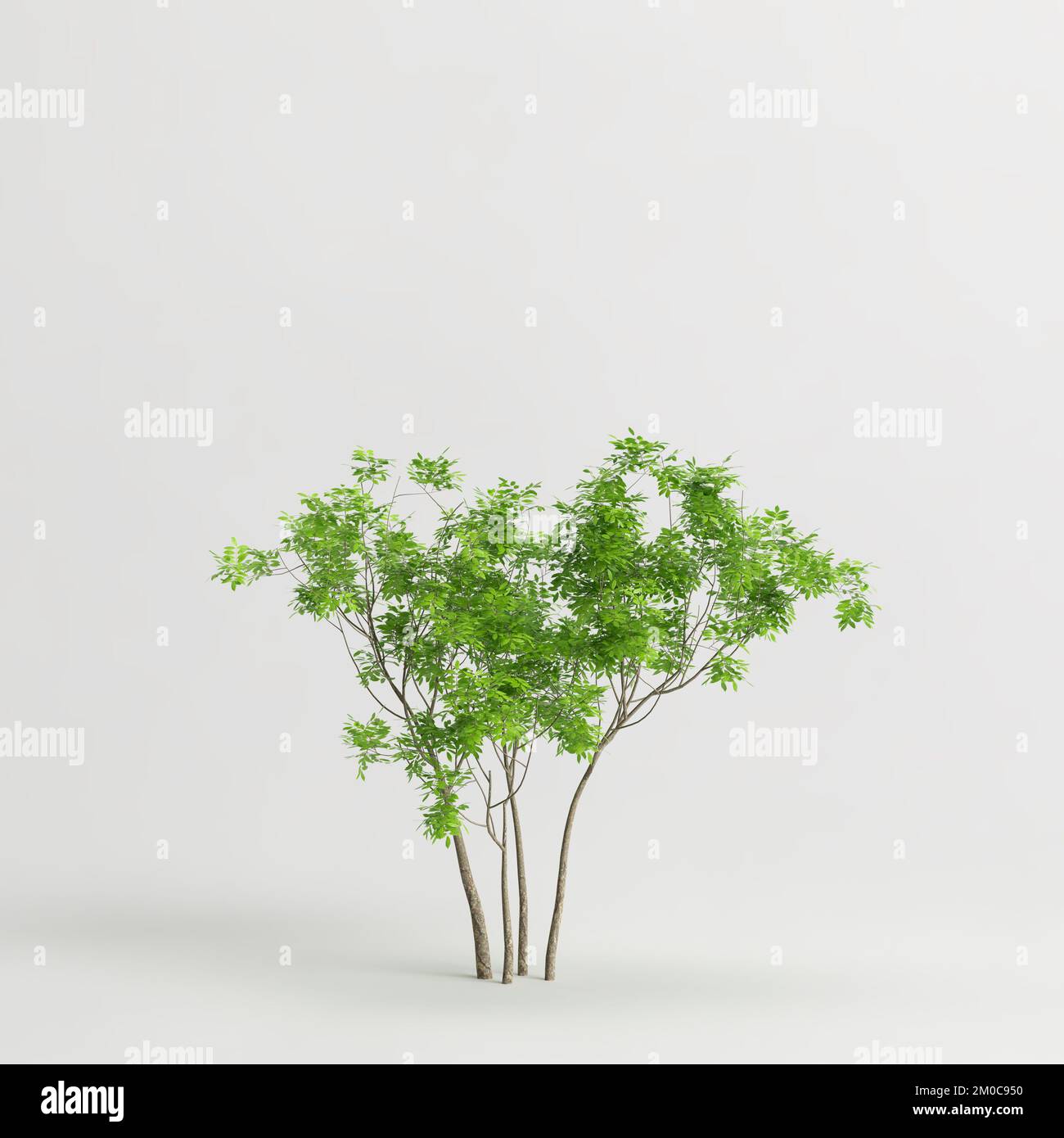 3d illustration of trees isolated on white background Stock Photo - Alamy