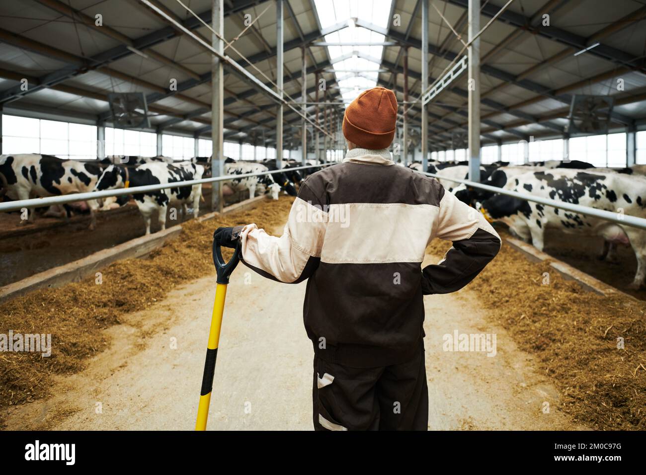 Back view of young female worker of cowfarm with worktool standing in front of long aisle dividing farm into two cowsheds with cattle Stock Photo