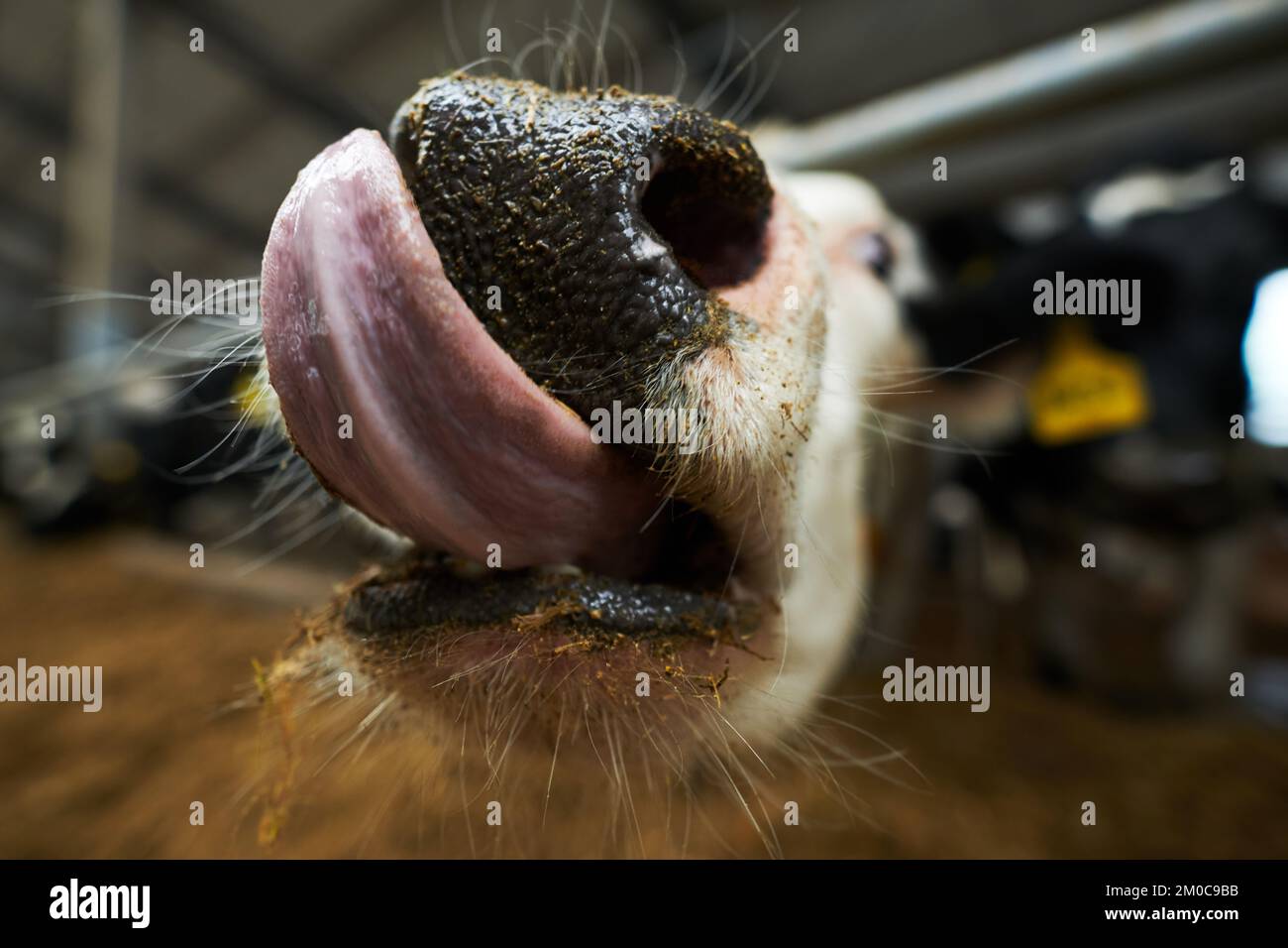 Selective focus on front part of muzzle of purebread dairy cow licking