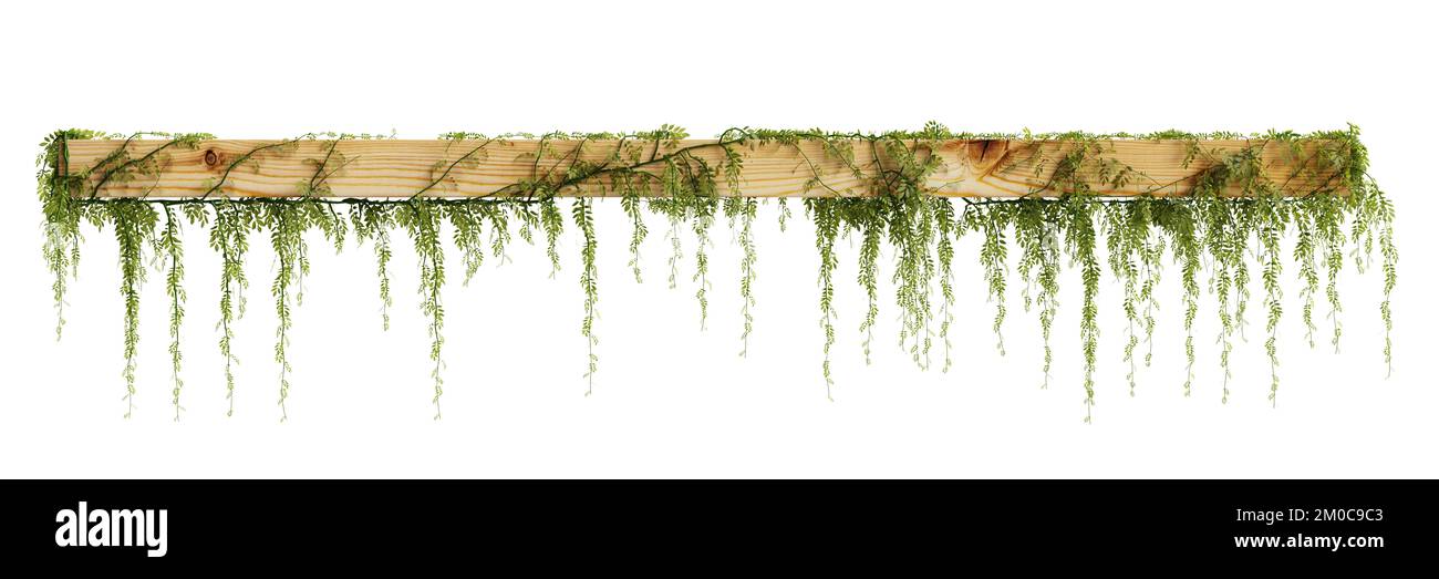 3d illustration of hanging ivy isolated on white background Stock Photo ...