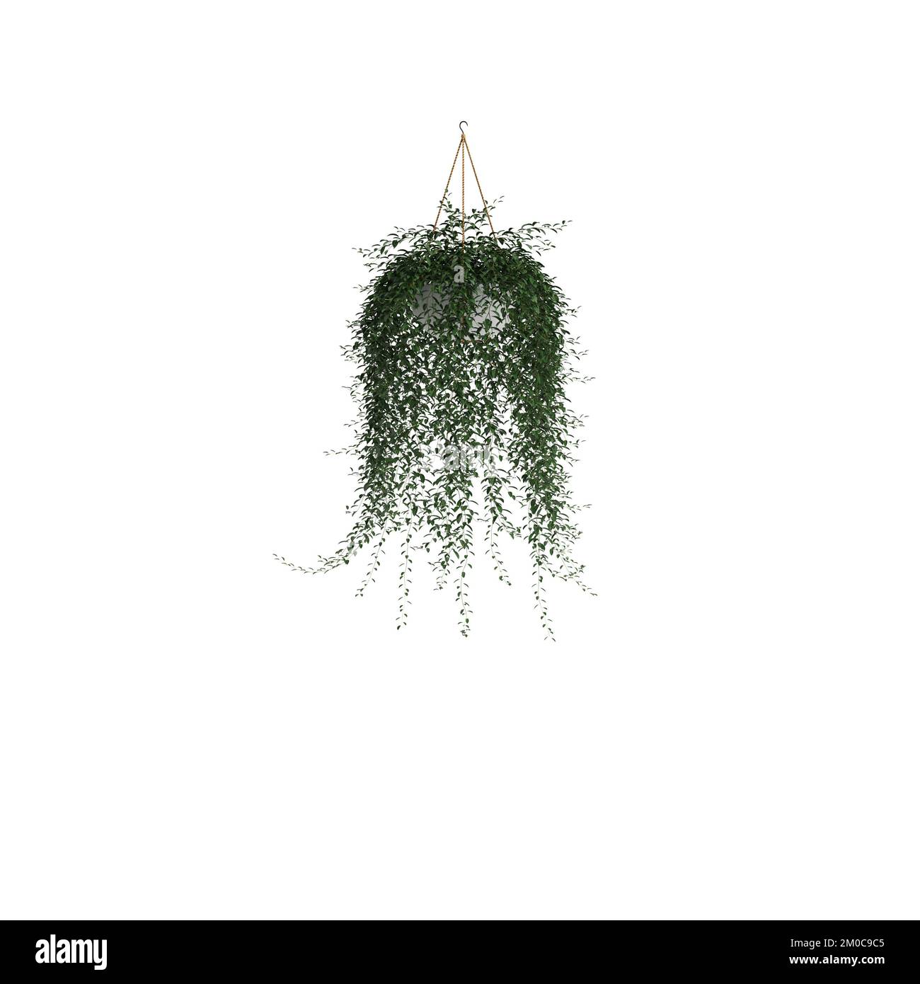 3d illustration of hanging ivy isolated on white background Stock Photo ...