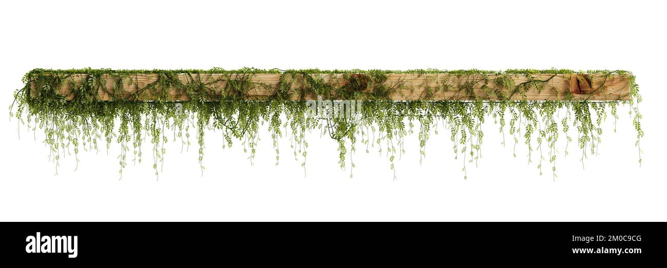 3d illustration of hanging ivy isolated on white background Stock Photo ...