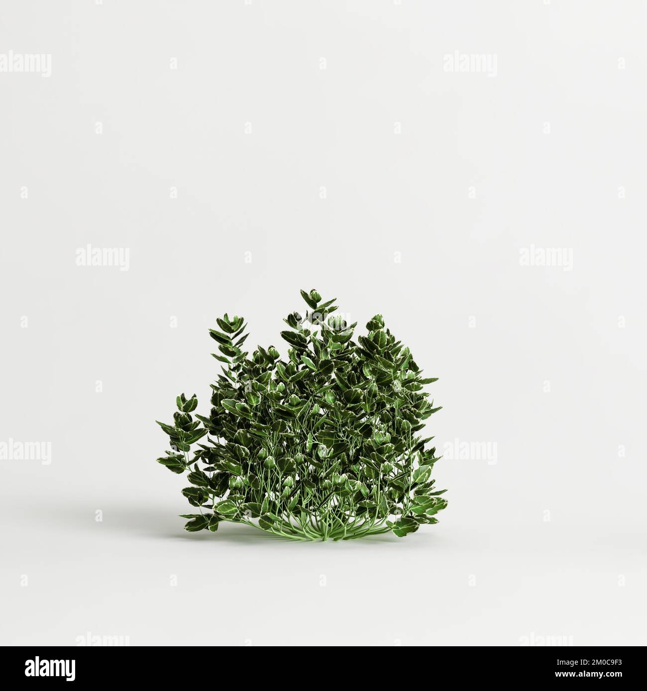 3d illustration of Euonymus hederaceus isolated on white background Stock Photo