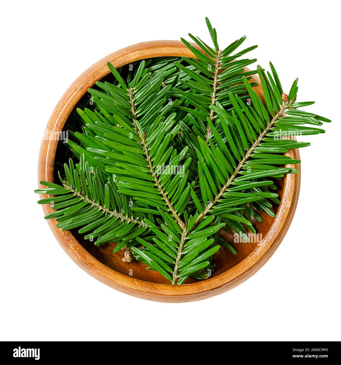 Small fir branches in a wooden bowl. Upper sides of fresh, green tips of European silver fir branches. Abies alba, an evergreen coniferous tree. Stock Photo