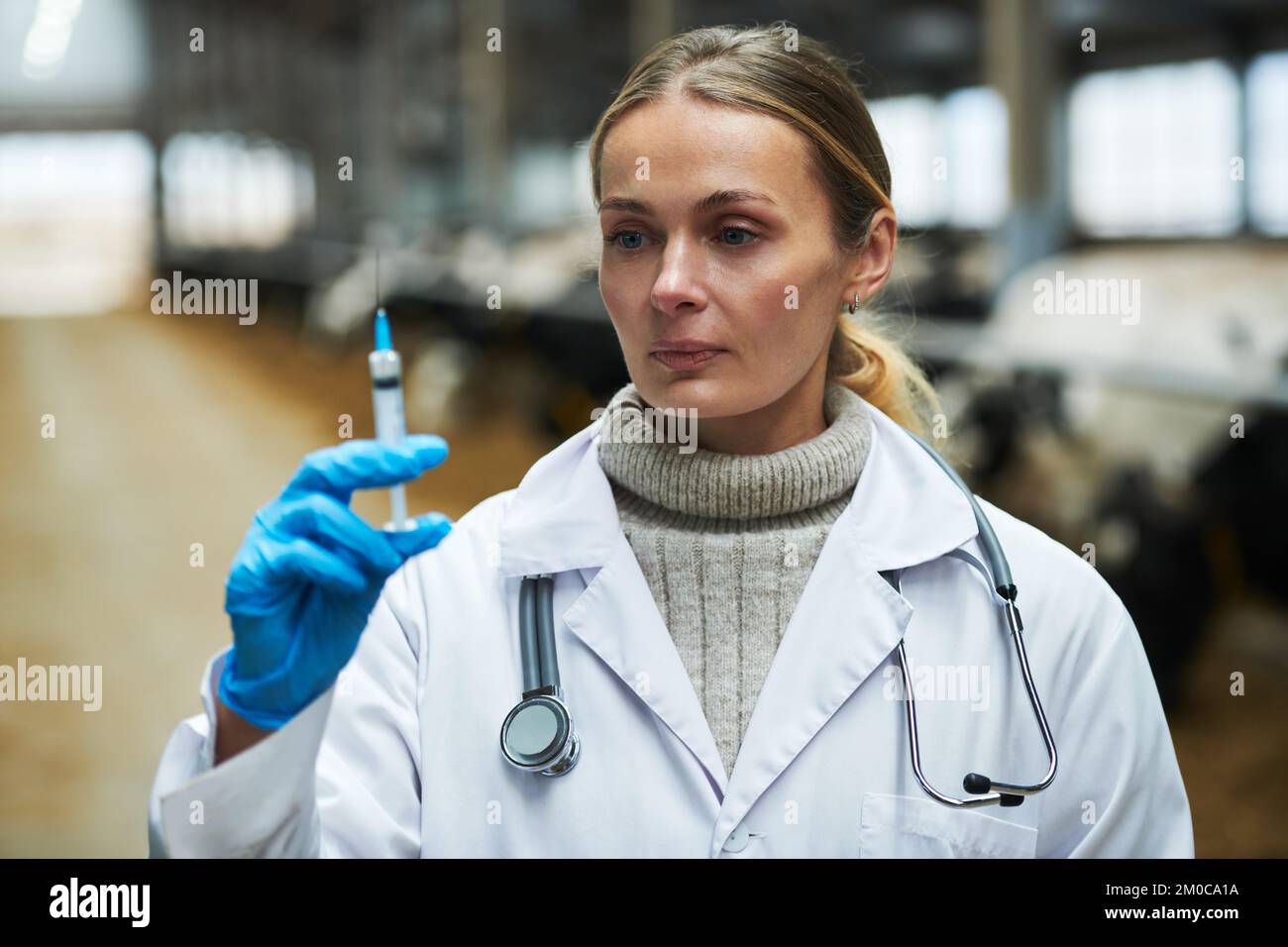 Young female veterinarian in labcoat and protective gloves preparing vaccine in syringe while standing in front of camera in cowfarm Stock Photo