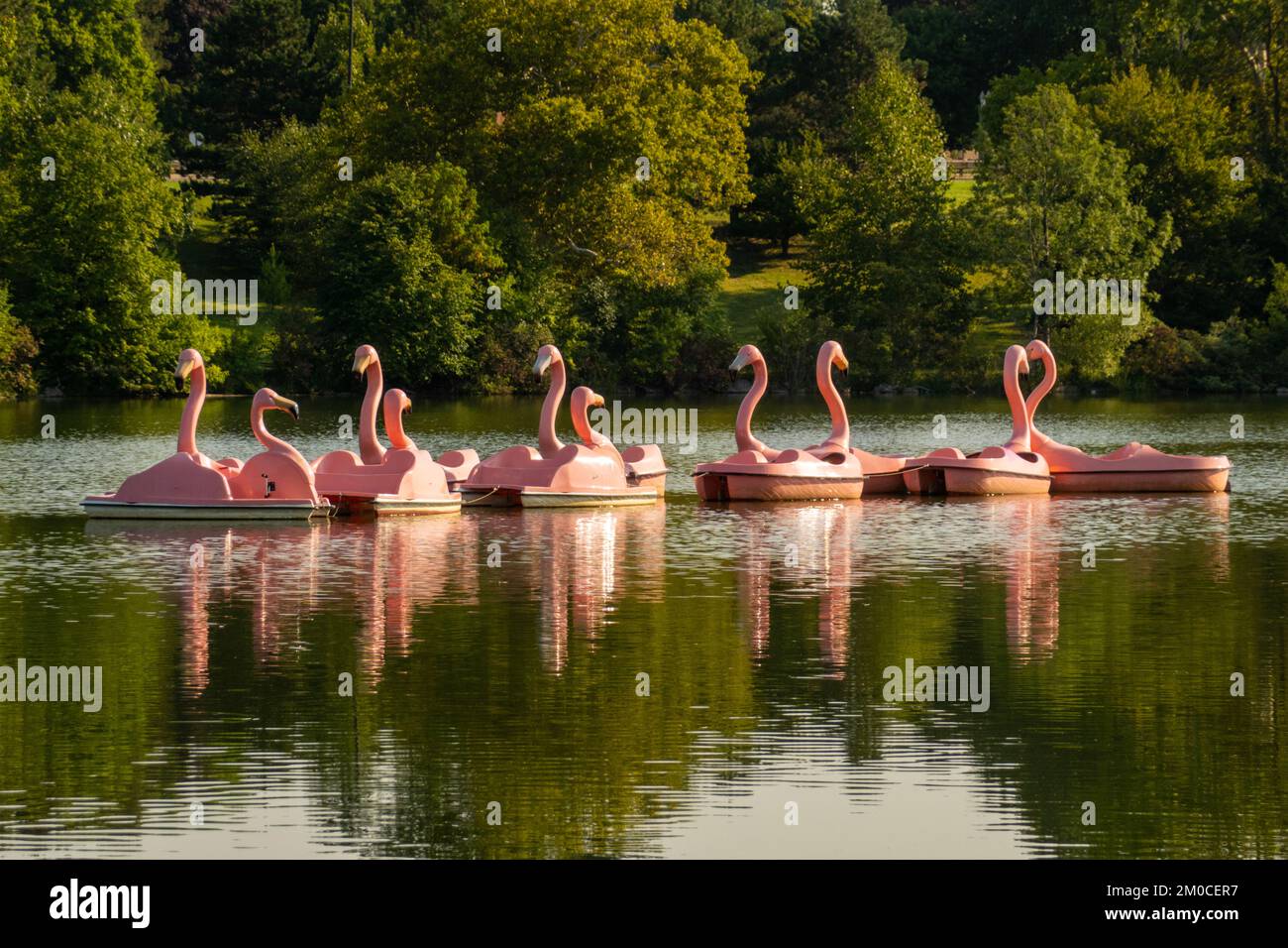 Flamingo boat boats pink paddle flamingos hires stock photography and
