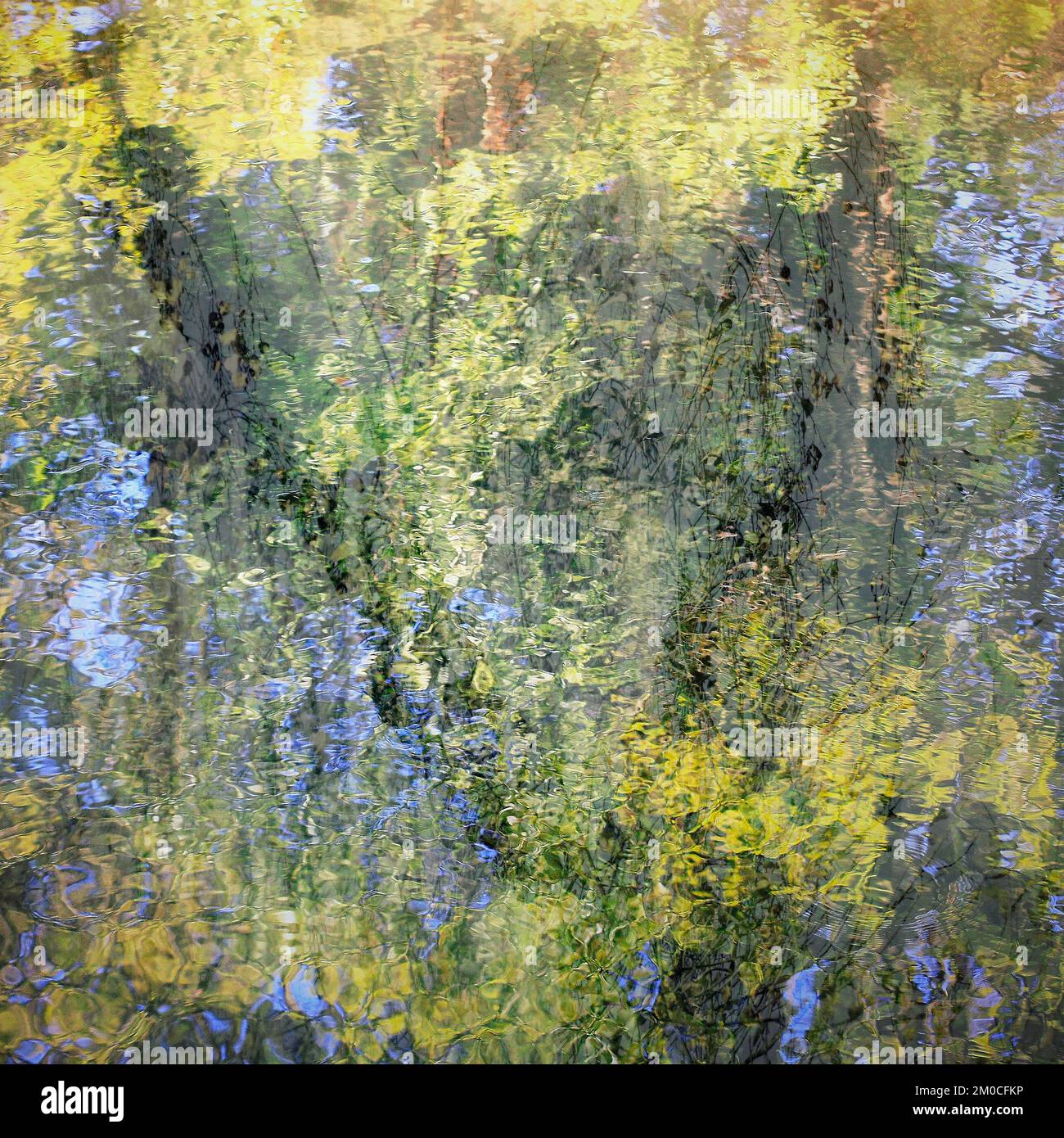 Abstract Surrounding Abstract colour photograph, showing woodland waters in a truly wild ...