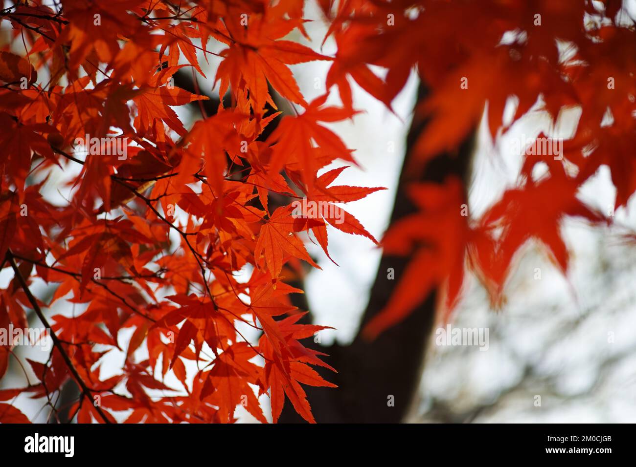 The bright orange leaves on a tree in autumn Stock Photo - Alamy