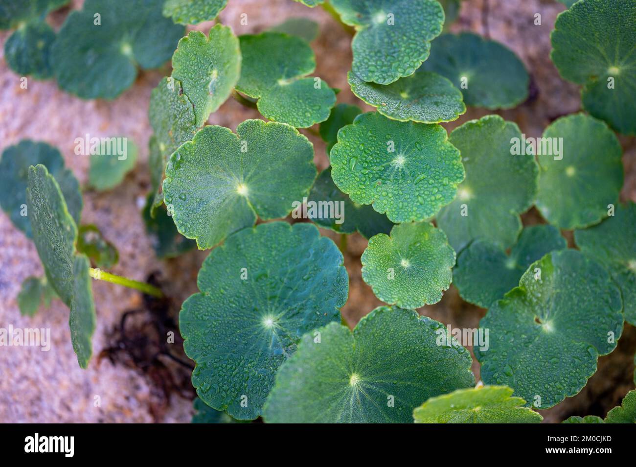 A top view closeup of the green leaves of a Lawn Pennywort plant Stock Photo