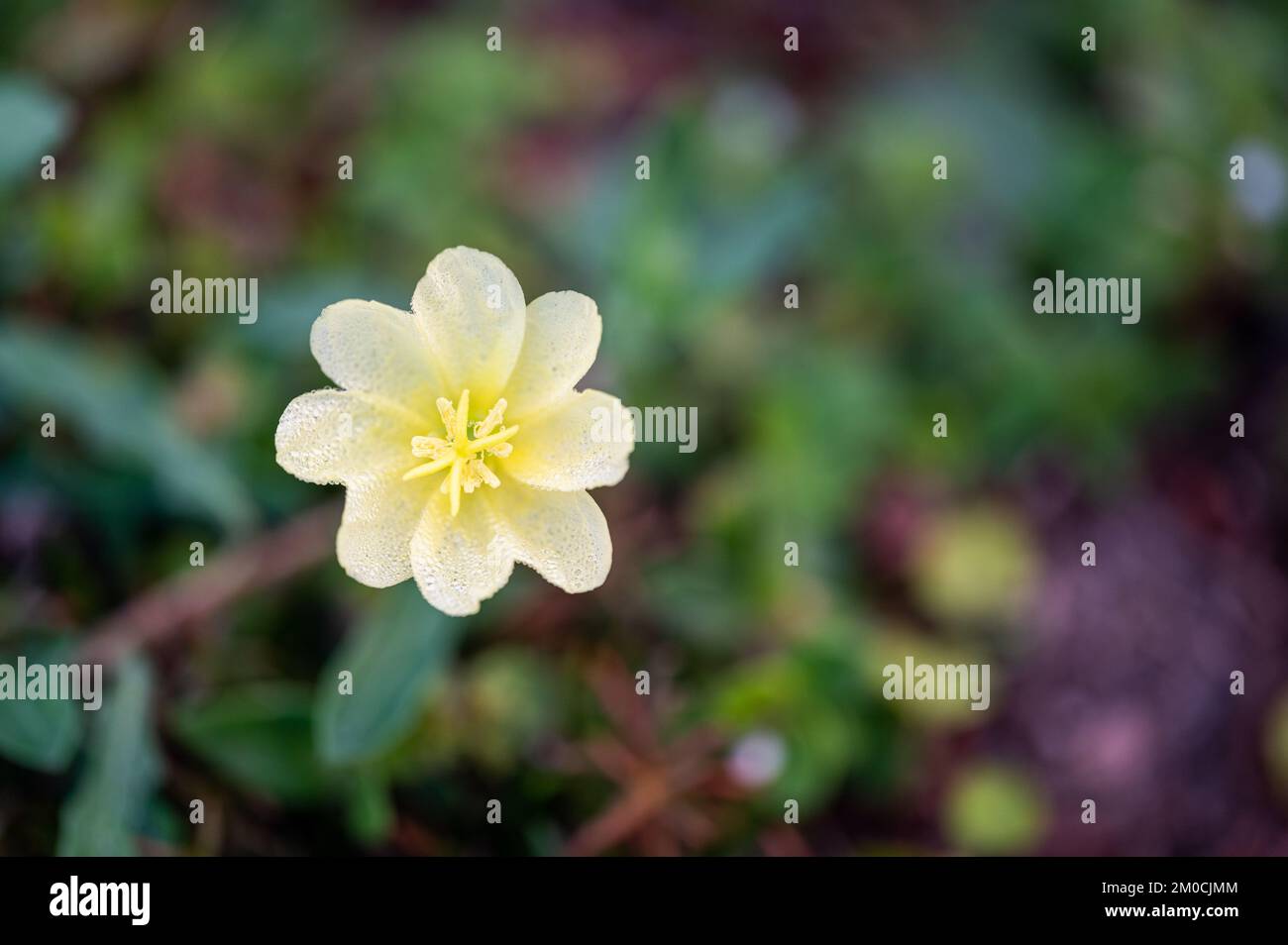 A selective focus top view of a beautiful Tweedy's lewisia flower Stock Photo