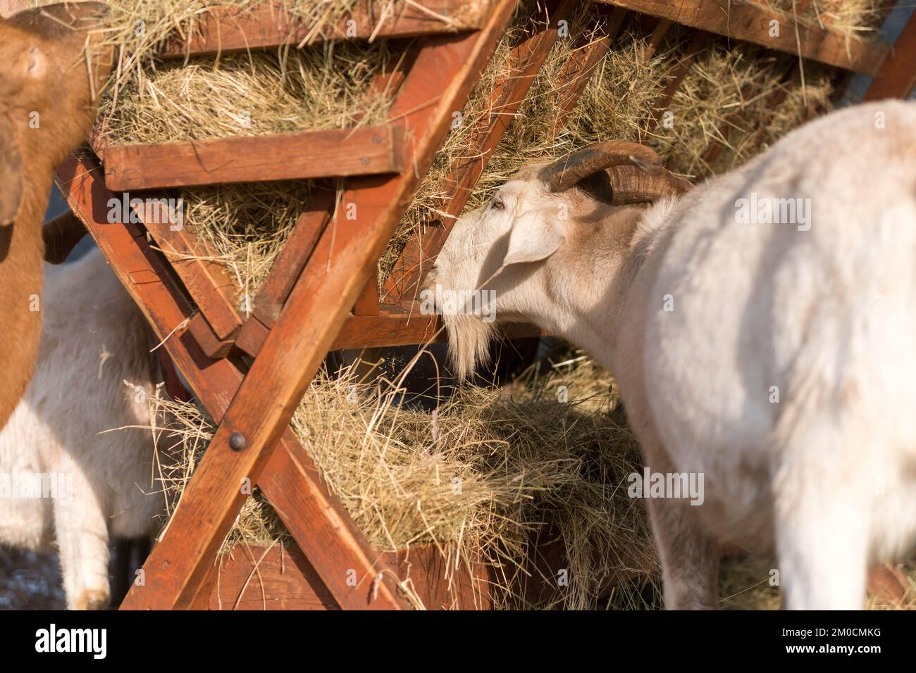GoatS eating hay from the stack in winter Stock Photo Alamy