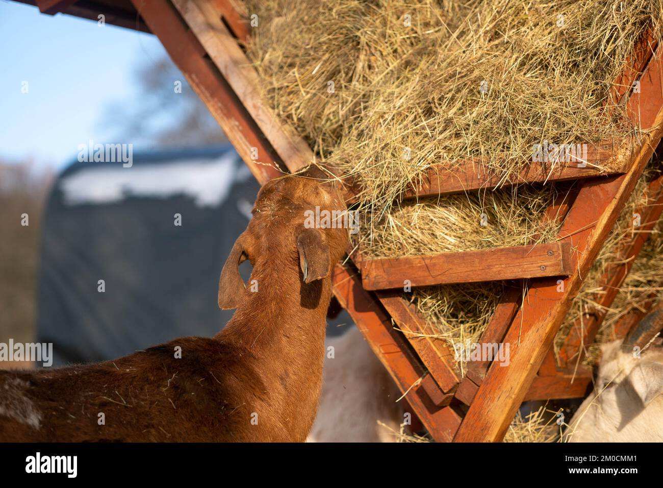 GoatS eating hay from the stack in winter Stock Photo - Alamy