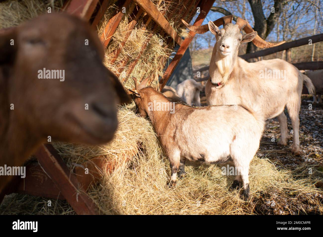 GoatS eating hay from the stack in winter Stock Photo Alamy