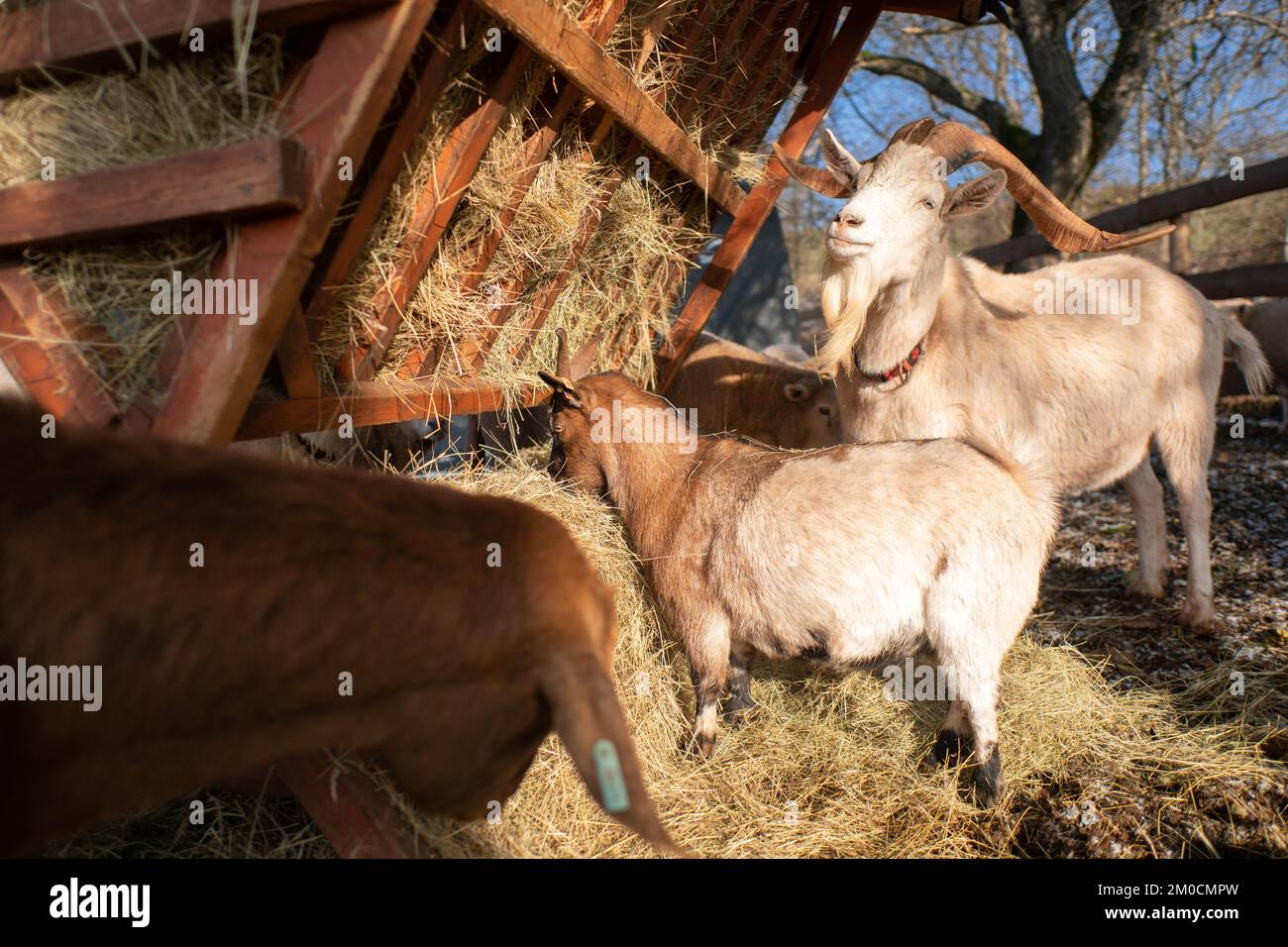 GoatS eating hay from the stack in winter Stock Photo Alamy