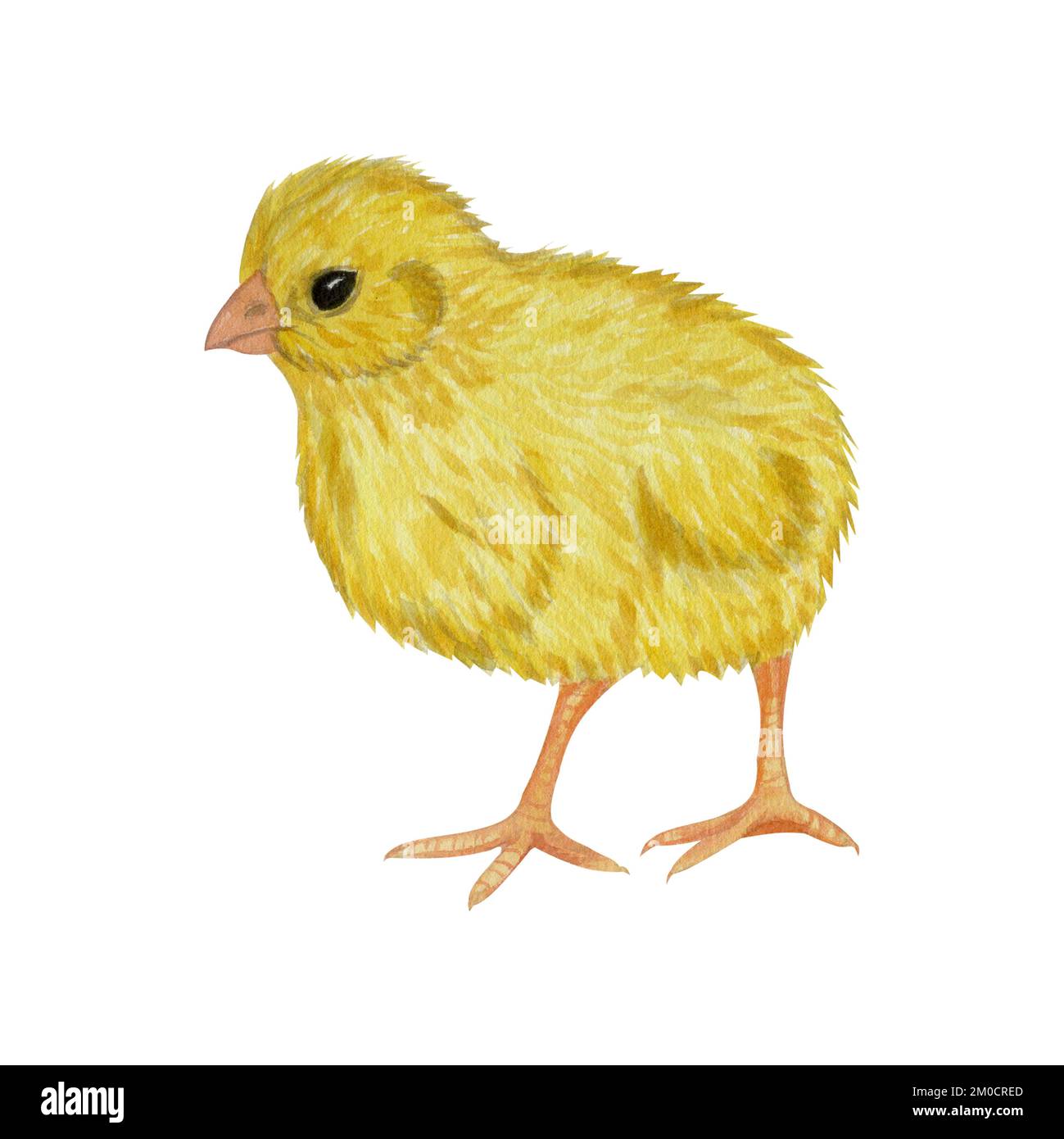 800+ Drawing Of A Baby Chicks Hatching Illustrations, Royalty-Free Vector  Graphics & Clip Art - iStock