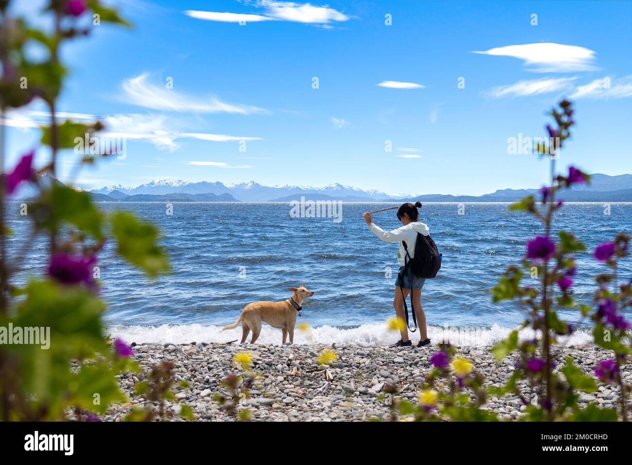 Young woman plays with her greyhound dog on the lake shore. She throws a stick at the dog Stock