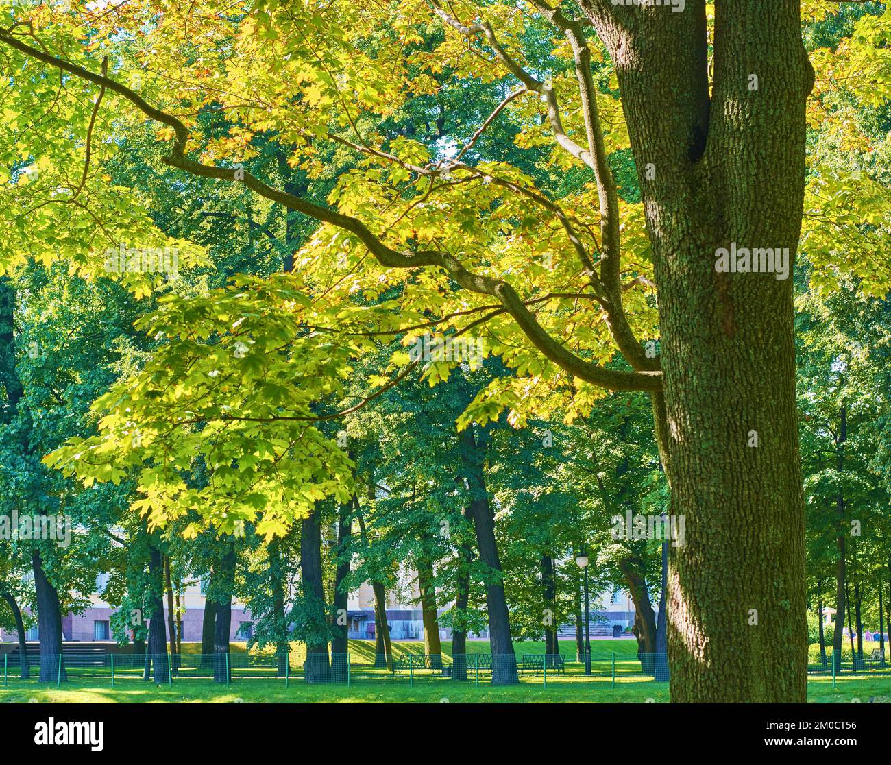 Trees of parks on sunny days Stock Photo - Alamy
