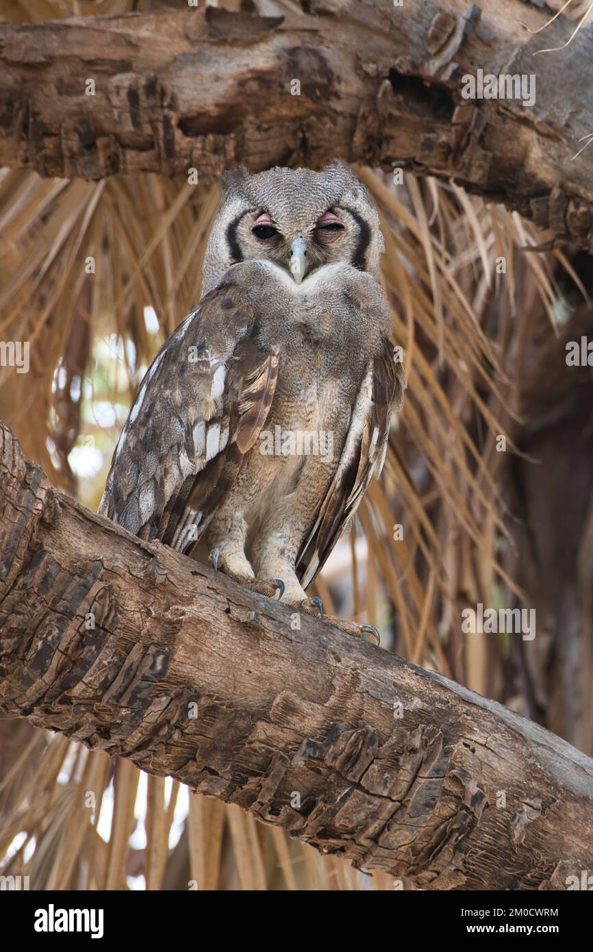 Verreaux's eagle owl (Bubo Lacteus) at a daytime roost in a doum palm. Also known as the great or milky eagle-owl. Stock Photo