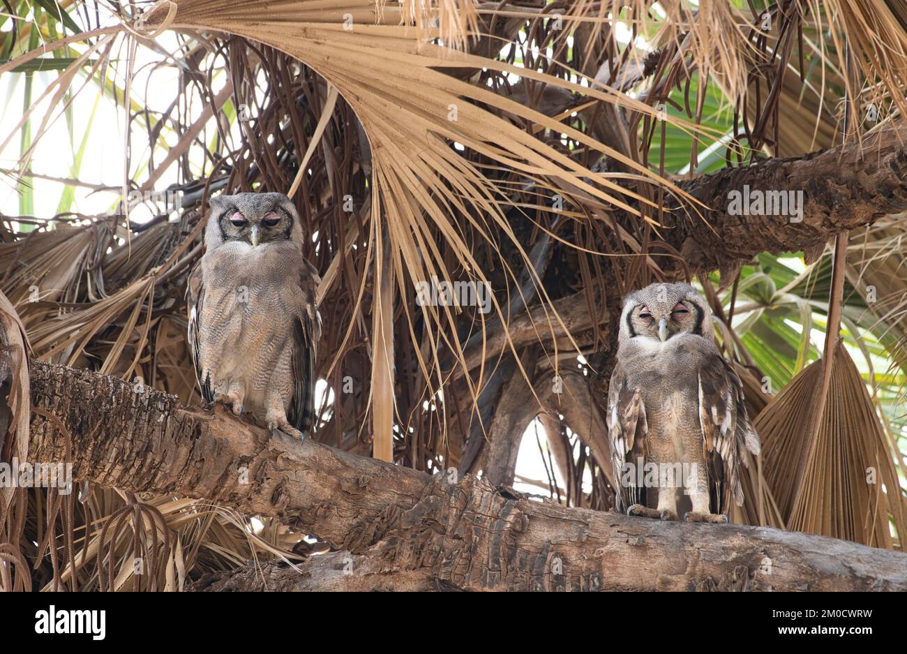 Verreaux's eagle owl (Bubo Lacteus) Two individuals at a daytime roost in a doum palm Stock Photo