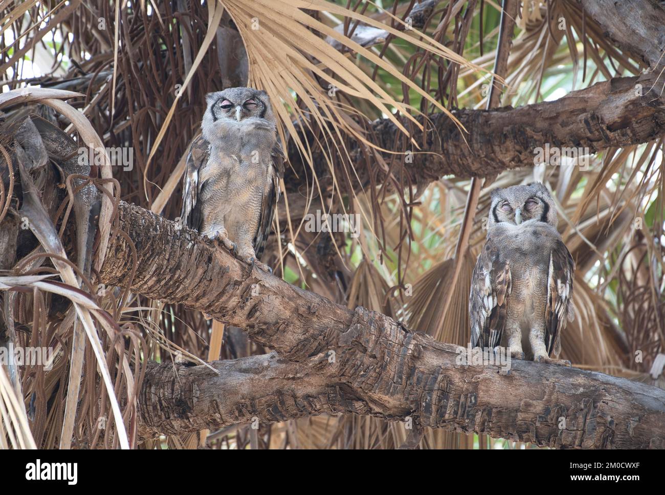 Verreaux's eagle owl (Bubo Lacteus) Two individuals at a daytime roost in a doum palm Stock Photo