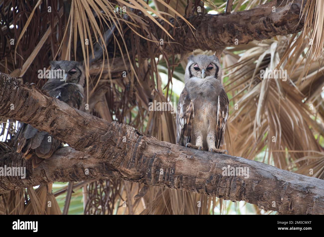 Verreaux's eagle owl (Bubo Lacteus) Two individuals at a daytime roost in a doum palm Stock Photo