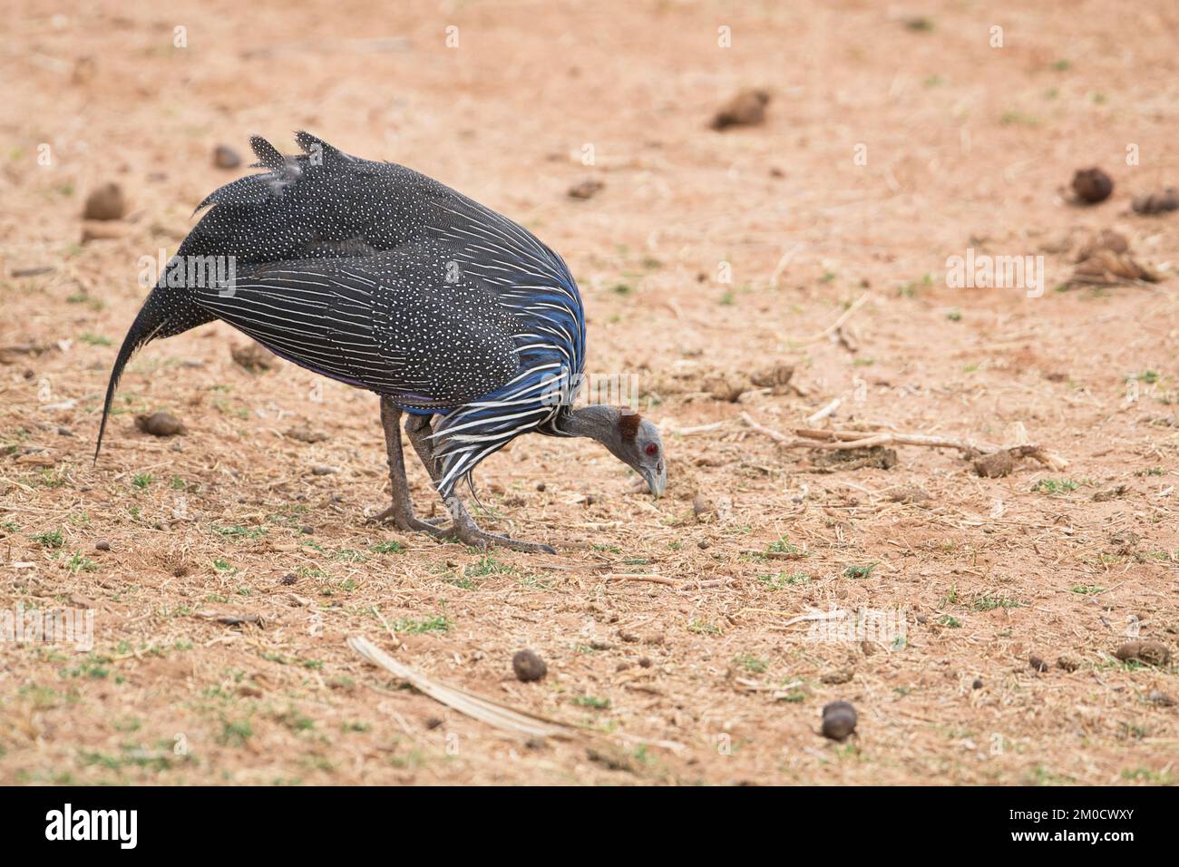 Vulturine guineafowl (Acryllium vulturinum) foraging for food Stock Photo