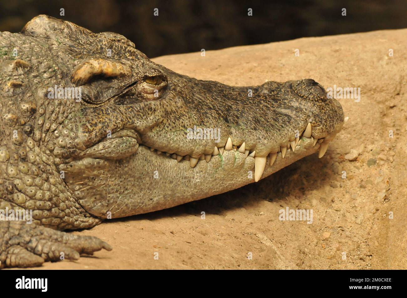 Alligator resting on rock hi-res stock photography and images - Alamy
