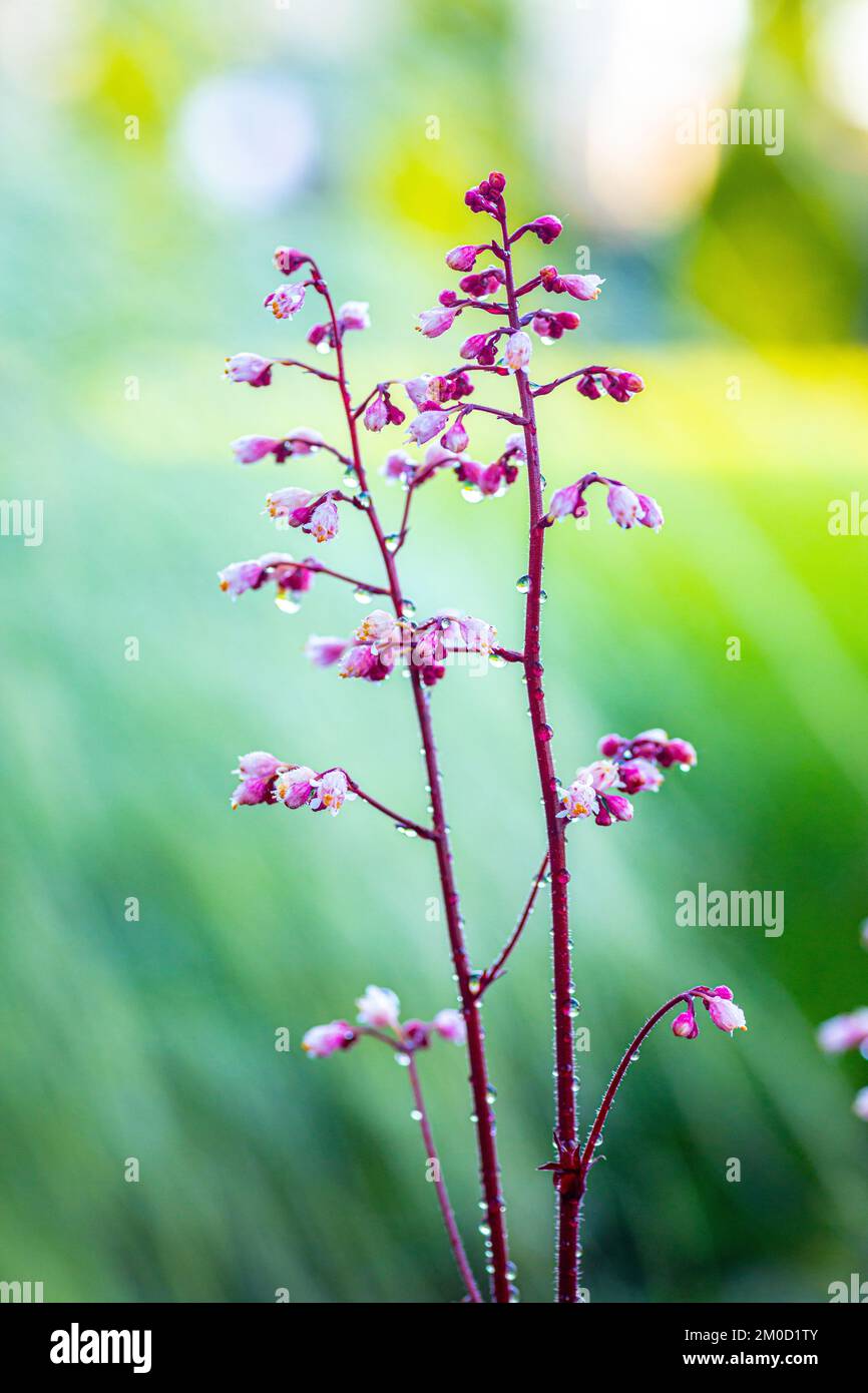 A vertical of Heuchera rubescens flowers covered in dew on a natural, blurred background Stock Photo