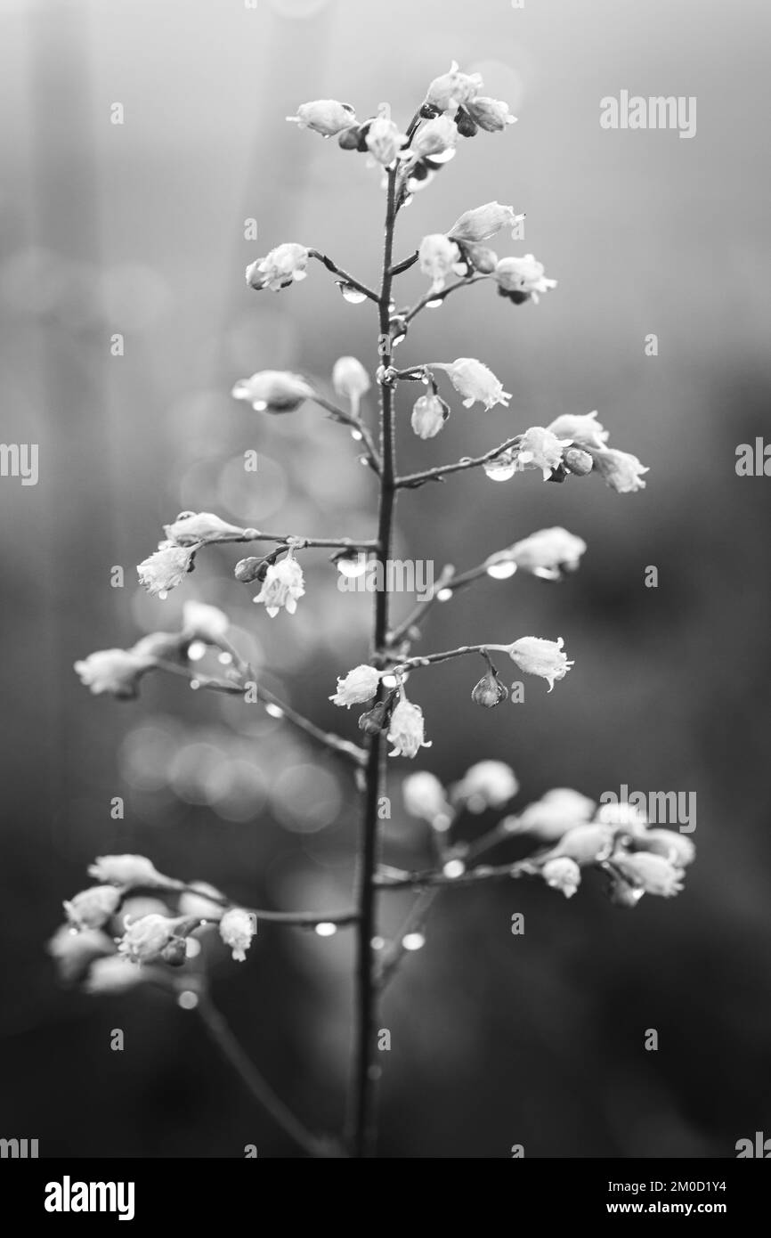 A grayscale of Heuchera rubescens flowers covered in raindrops on a blurred background Stock Photo