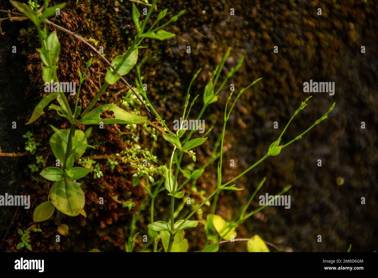 A close up shot of three-nerved sandwort plants growing out of the soil Stock Photo