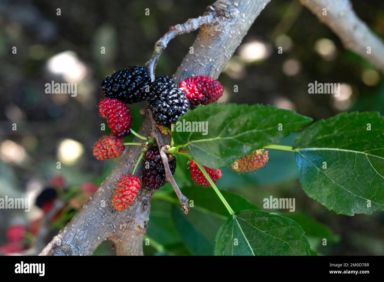 Sunlight on ripe mulberry berries growing on branch with green leaves. Agricultural plant with fruits in garden outdoors. blackberry in forest. Raw Stock Photo