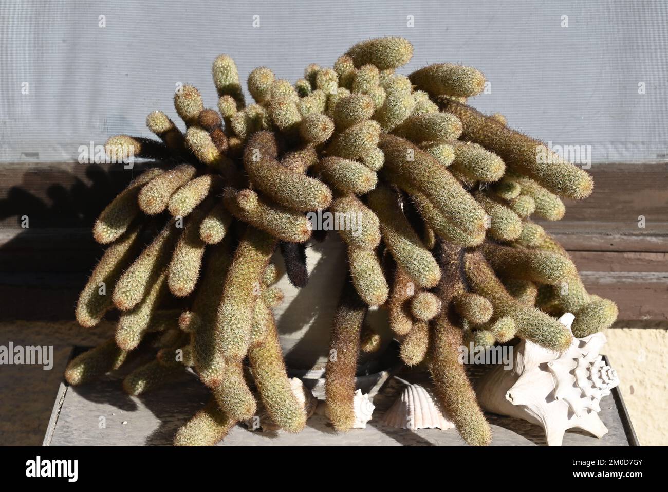 A robust golden rat tail cactus plant surrounded by seashells on display in Tucson, AZ Stock Photo