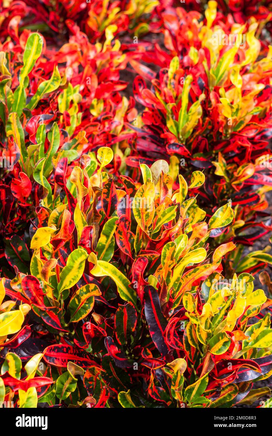 The Variegated Croton (Codiaeum variegatum ) is a tropical plant often grown for its bright, bold foliage; shown here is the Mammy Croton. Stock Photo