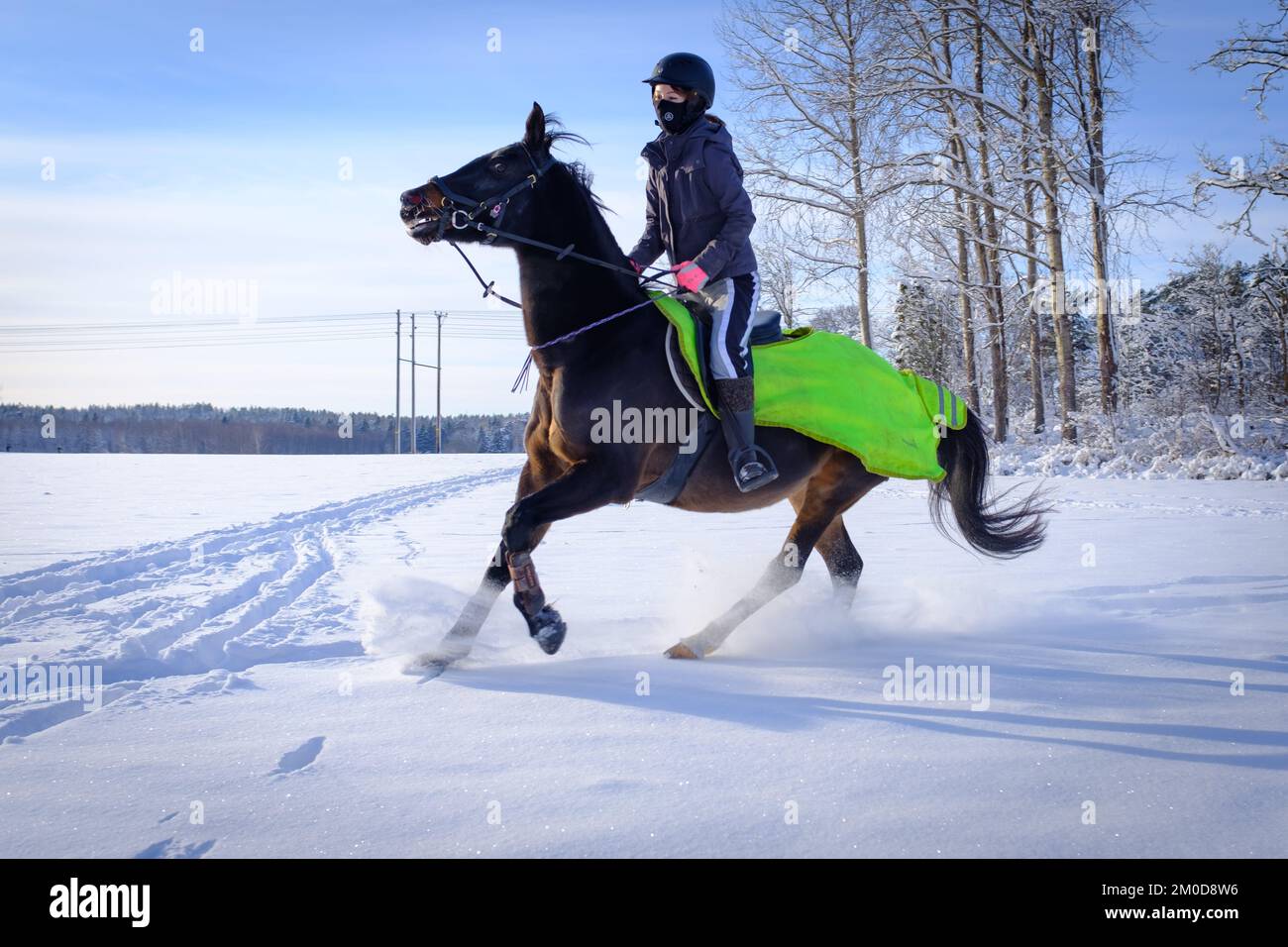 Horse in the snow - and rider cantering in the powdery and glittering snow, under the winter sun in the Stockholm country side, Sweden Stock Photo