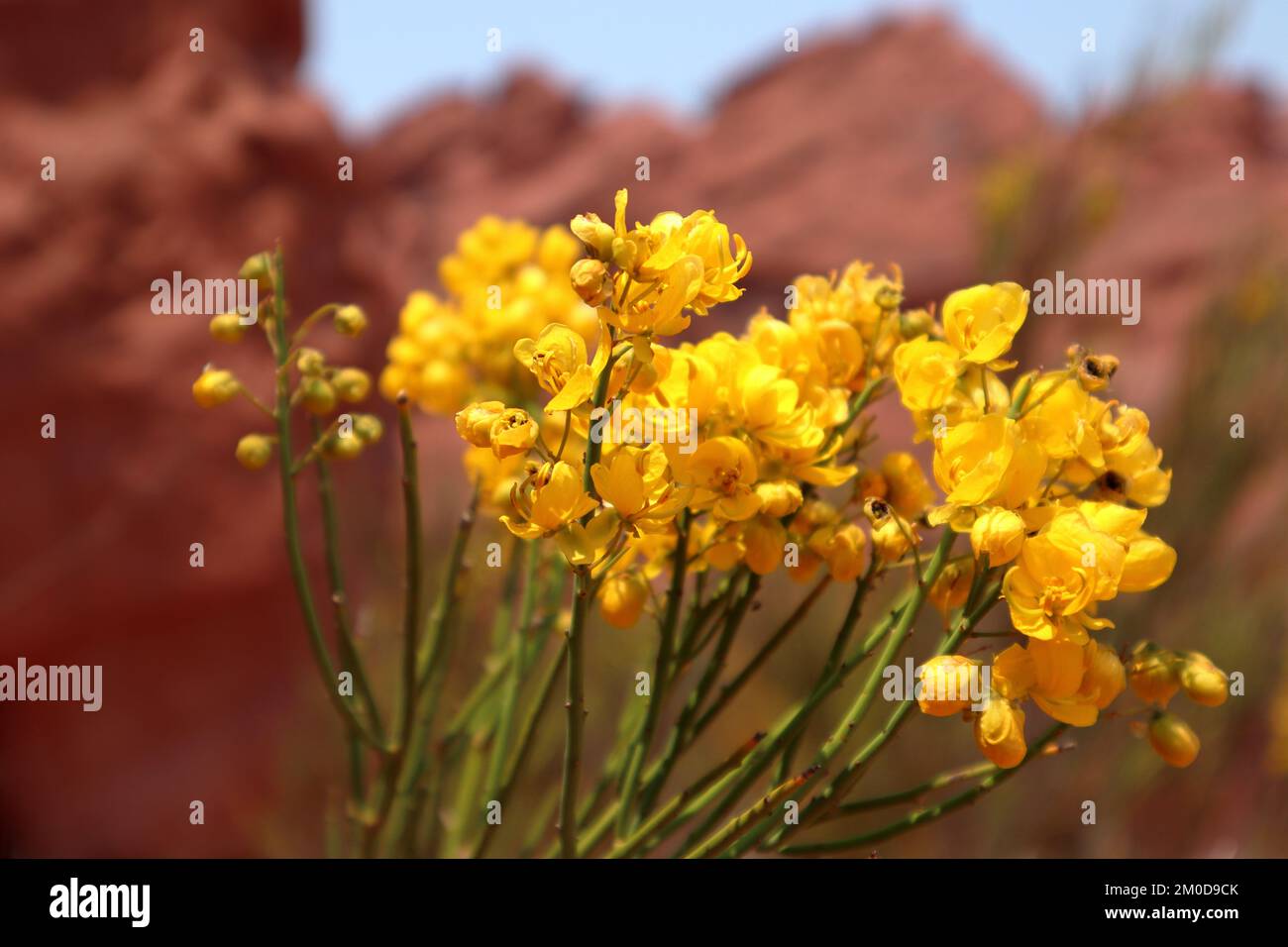 Senna Armata, yellow wildflowers in desert, North Argentina Stock Photo
